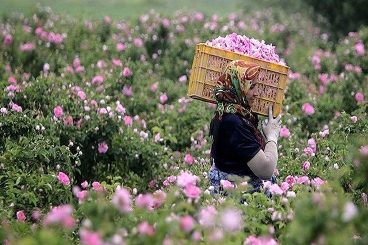 پیش بینی برداشت ۷۰۰۰ تن گلمحمدی در استان خراسان رضوی