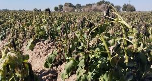 خسارت سنگین سرمازدگی بهاره به کشاورزی گناباد