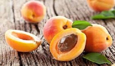 آغاز برداشت زودرس‌ترین زردآلوی استان سیستان و بلوچستان 