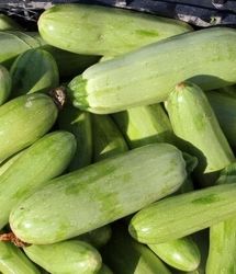 آغاز برداشت ۱۵ هزار تن کدو در فراشبند