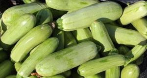 آغاز برداشت ۱۵ هزار تن کدو در فراشبند