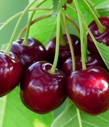 نخستین جشنواره فصلی گیلاس در روستای سایر بخش کوهسارات برگزار شد