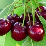 نخستین جشنواره فصلی گیلاس در روستای سایر بخش کوهسارات برگزار شد