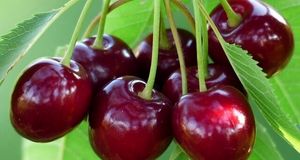 نخستین جشنواره فصلی گیلاس در روستای سایر بخش کوهسارات برگزار شد