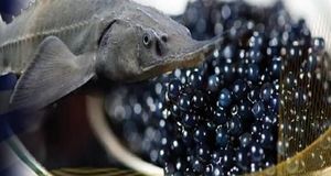 صادرات شش تن فیل ماهی از مزرعه پرورش ماهیان خاویاری استان هرمزگان به روسیه