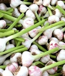 عرضه سالانه بیش از ۶۰ هزار تن محصول سیر و موسیر از استان همدان