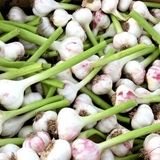 عرضه سالانه بیش از ۶۰ هزار تن محصول سیر و موسیر از استان همدان