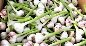 عرضه سالانه بیش از ۶۰ هزار تن محصول سیر و موسیر از استان همدان