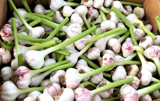 عرضه سالانه بیش از ۶۰ هزار تن محصول سیر و موسیر از استان همدان