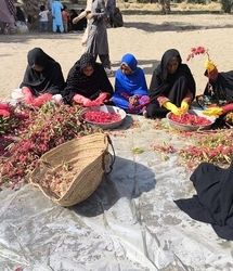 نخستین جشنواره چای ترش در دلگان برگزار شد