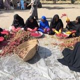 نخستین جشنواره چای ترش در دلگان برگزار شد