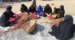 نخستین جشنواره چای ترش در دلگان برگزار شد