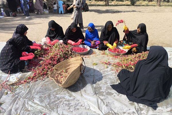 نخستین جشنواره چای ترش در دلگان برگزار شد