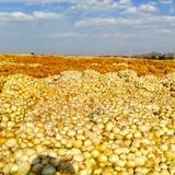 کاشت پیاز بزودی در ۱۰۰ هکتار از مزارع دهلران انجام می‌شود