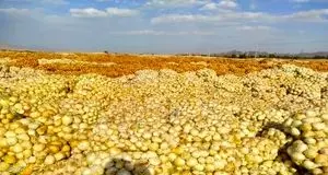 کاشت پیاز بزودی در ۱۰۰ هکتار از مزارع دهلران انجام می‌شود