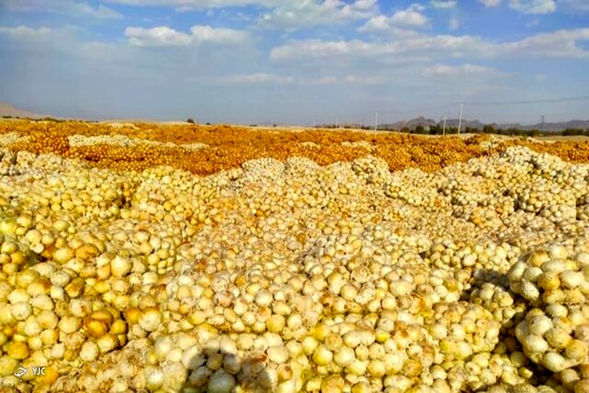 کاشت پیاز بزودی در ۱۰۰ هکتار از مزارع دهلران انجام می‌شود