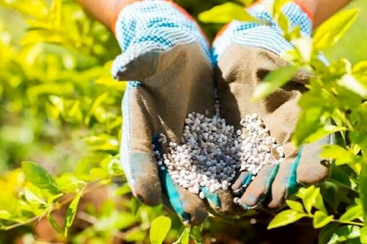 سه هزار و ۵۵۰ تن انواع کودهای یارانهای در استان بوشهر توزیع شد