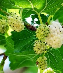 پیش‌بینی تولید ۱۸۵ تن توت درختی در استان آذربایجان‌غربی