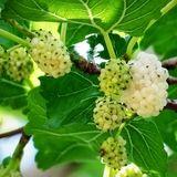 پیش‌بینی تولید ۱۸۵ تن توت درختی در استان آذربایجان‌غربی