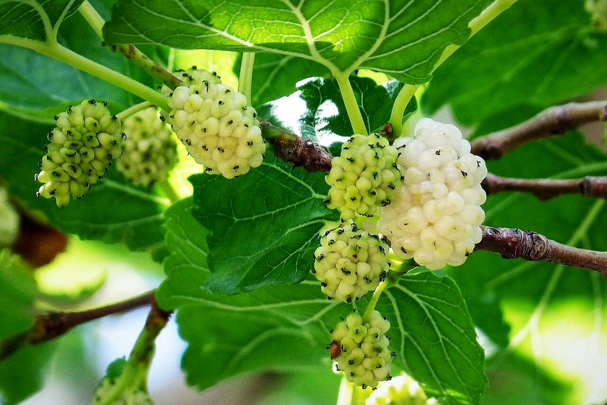 پیشبینی تولید ۱۸۵ تن توت درختی در استان آذربایجانغربی
