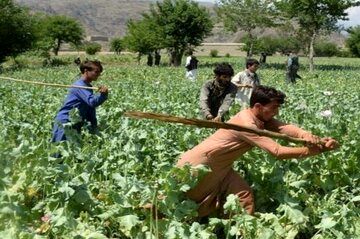 افغانستان بی‌خشخاش می‌شود / طالبان چه می‌کند؟