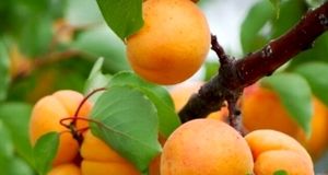 پیش‌بینی برداشت ۸۴۰۰ تن زردآلو در شهرستان تفتان