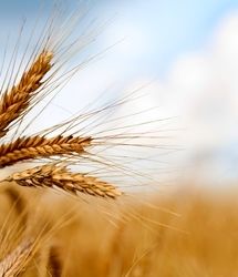 کاهش قابل توجه تولید علوفه در استان خراسان شمالی بدلیل خشکسالی