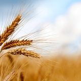 خرید تضمینی ۷۱۴ تن گندم در کاشان تا به امروز