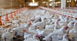 تولید ۲۱ تن مرغ گوشتی توسط زندانیان لاهیجان