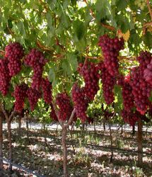 سیزدهمین جشنواره ملی خوشه برتر ملایر برگزار می‌شود