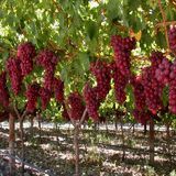 سیزدهمین جشنواره ملی خوشه برتر ملایر برگزار می‌شود