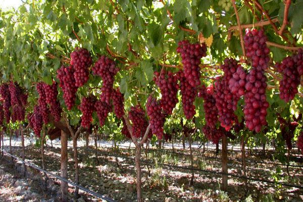 سیزدهمین جشنواره ملی خوشه برتر ملایر برگزار می‌شود
