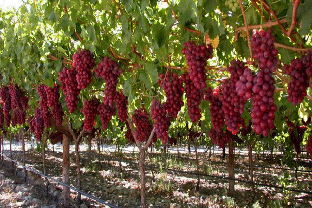 سیزدهمین جشنواره ملی خوشه برتر ملایر برگزار میشود