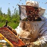 پیش‌بینی افزایش تولید عسل به ۲۸ هزار تن در استان آذربایجان‌غربی