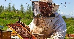 پیش‌بینی افزایش تولید عسل به ۲۸ هزار تن در استان آذربایجان‌غربی