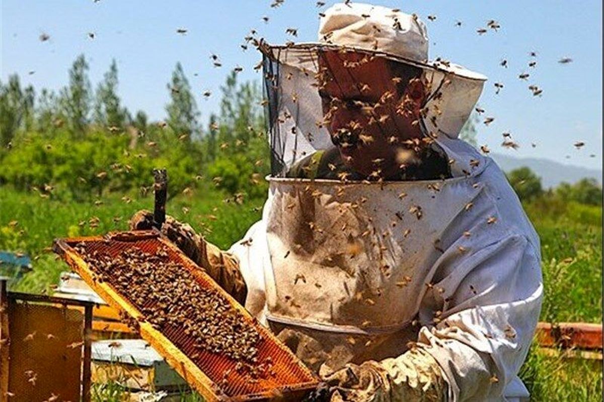 پیش‌بینی افزایش تولید عسل به ۲۸ هزار تن در استان آذربایجان‌غربی