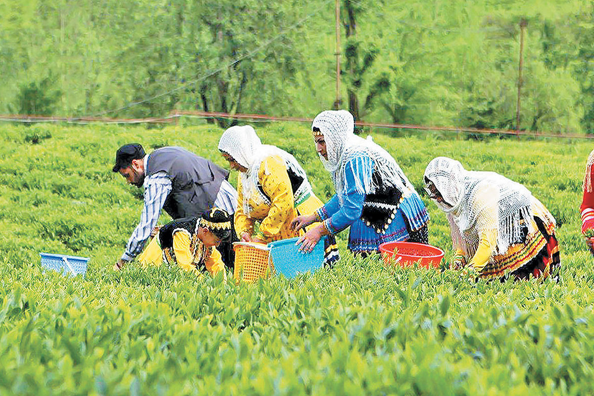 پرداخت ۱۰۰ میلیارد تومان از مطالبات چای‌کاران