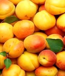 سرمازدگی، تولید زردآلو در شاهرود را نصف کرد
