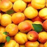 سرمازدگی، تولید زردآلو در شاهرود را نصف کرد