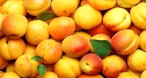 سرمازدگی، تولید زردآلو در شاهرود را نصف کرد