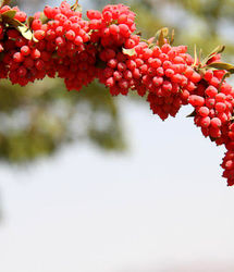 راه‌اندازی بورس زرشک و برگزاری جشنواره ملی در تهران برای برندسازی این محصول