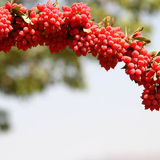 راه‌اندازی بورس زرشک و برگزاری جشنواره ملی در تهران برای برندسازی این محصول
