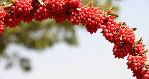 راه‌اندازی بورس زرشک و برگزاری جشنواره ملی در تهران برای برندسازی این محصول