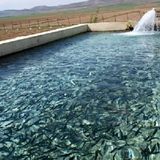 رشد ۱۵۳ درصدی تولید بچه‌میگو در استان سیستان و بلوچستان