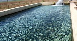 رشد ۱۵۳ درصدی تولید بچه‌میگو در استان سیستان و بلوچستان