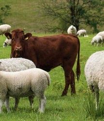 بازار دام سبک بدلیل حجم گوشت وارداتی مناسب نیست