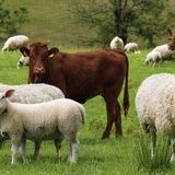 بازار دام سبک بدلیل حجم گوشت وارداتی مناسب نیست