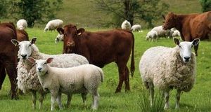 متوسط قیمت هر کیلو دام، ۳۳۰ هزار تومان اعلام شد