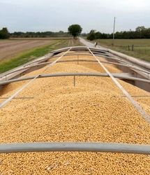 ترامپ به چین اجازه خرید سویا و محصولات کشاورزی از آمریکا داد