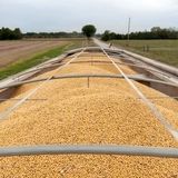 ترامپ به چین اجازه خرید سویا و محصولات کشاورزی از آمریکا داد